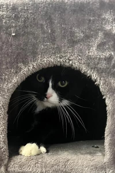 Elena, female mixed breed for adoption at Tierheim Mönchengladbach, Mönchengladbach