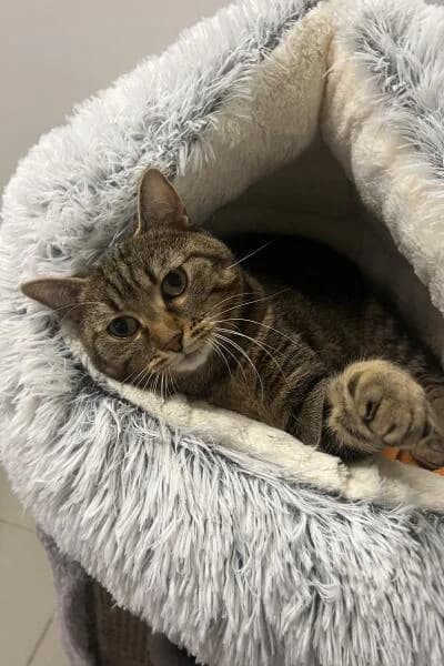 Shego, female mixed breed for adoption at Tierheim Mönchengladbach, Mönchengladbach