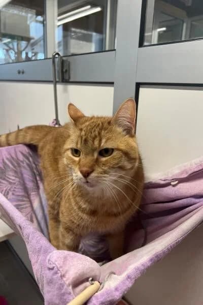 Joshua, male mixed breed for adoption at Tierheim Mönchengladbach, Mönchengladbach