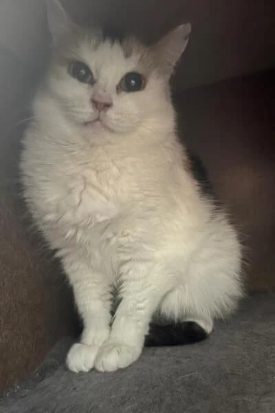 Sandra, female mixed breed for adoption at Tierheim Mönchengladbach, Mönchengladbach