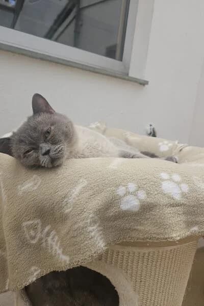 Lila, female British Shorthair for adoption at Tierheim Mönchengladbach, Mönchengladbach