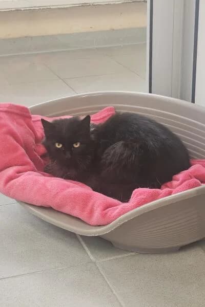 Tom, male mixed breed for adoption at Tierheim Mönchengladbach, Mönchengladbach