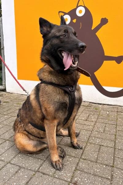 Caro, female Belgian Malinois for adoption at Tierheim Mönchengladbach, Mönchengladbach