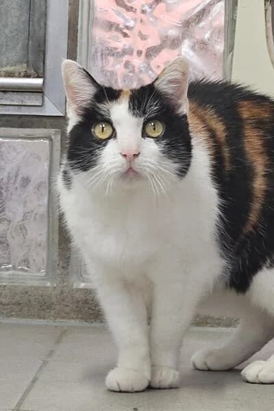 Gisela, female mixed breed for adoption at Tierheim Mönchengladbach, Mönchengladbach