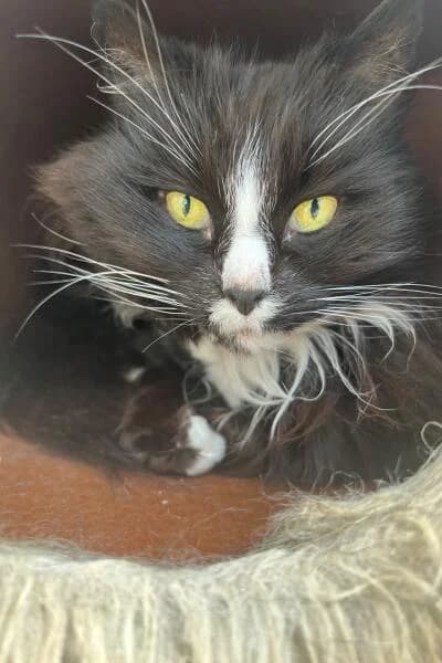 Shila, female Mixed Breed Cat for adoption at Tierheim Mönchengladbach, Mönchengladbach