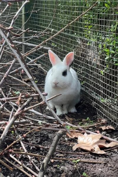 Rosalina und Luma, female mixed breed for adoption at Tierheim Mönchengladbach, Mönchengladbach