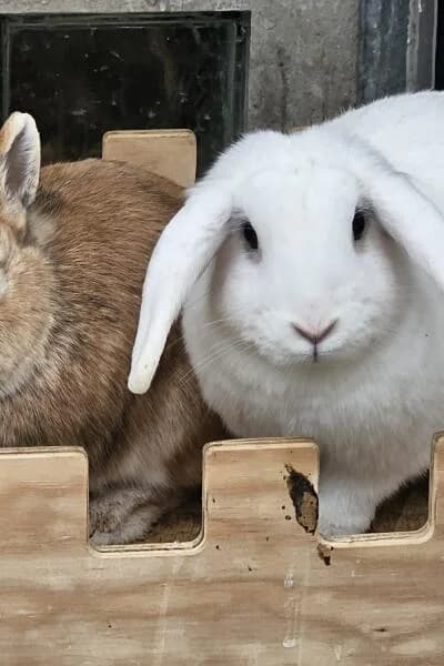 Lilly und Karamell, female young mixed breed for adoption at Tierheim Mönchengladbach, Mönchengladbach