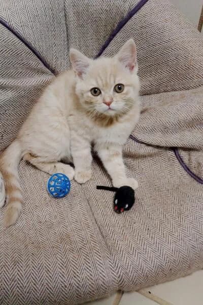Pudding, female puppy British Shorthair for adoption at Tierheim Mönchengladbach, Mönchengladbach