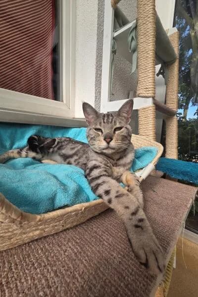 Yvonne, female 7yo Bengal for adoption at Tierheim Mönchengladbach, Mönchengladbach