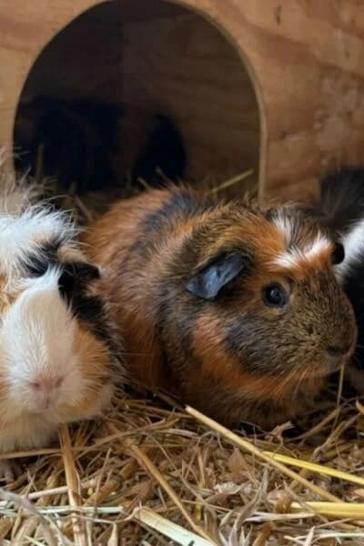 Tinea, Mykosa & Dermata, gold female mixed breed for adoption at Tierheim Mönchengladbach, Mönchengladbach