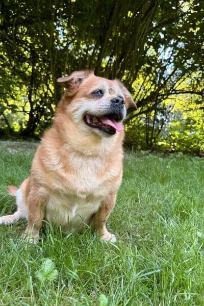 Ella, female senior mixed breed for adoption at Tierheim Mönchengladbach, Mönchengladbach
