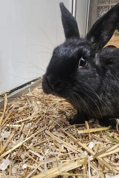 Svenni, male mixed breed for adoption at Tierheim Mönchengladbach, Mönchengladbach