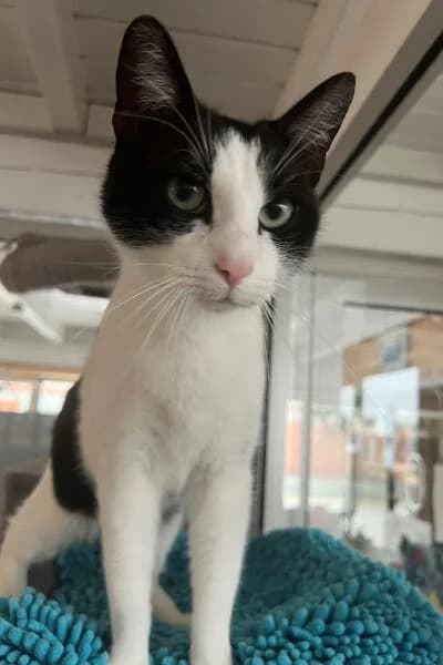 Simon, male 6yo mixed breed for adoption at Tierheim Mönchengladbach, Mönchengladbach