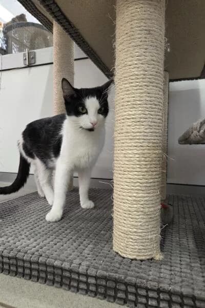 Jeanette, female 6yo mixed breed for adoption at Tierheim Mönchengladbach, Mönchengladbach