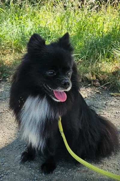 Alissia, female young Pomeranian for adoption at Tierheim Mönchengladbach, Mönchengladbach