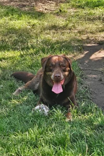 Ollek, male 6yo Labrador Retriever for adoption at Tierheim Mönchengladbach, Mönchengladbach