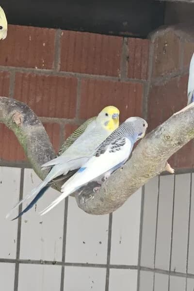 Paul, Gideon & Josephine, mixed breed for adoption at Tierheim Mönchengladbach, Mönchengladbach