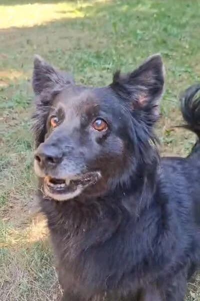 Sammy, male senior mixed breed for adoption at Tierheim Mönchengladbach, Mönchengladbach