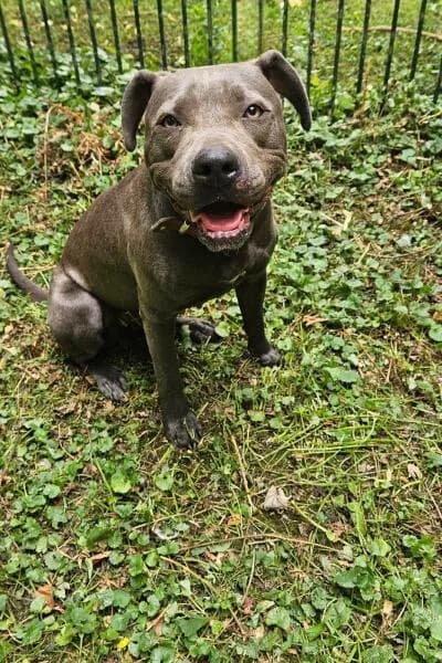 Delta, female young Staffordshire Bull Terrier for adoption at Tierheim Mönchengladbach, Mönchengladbach