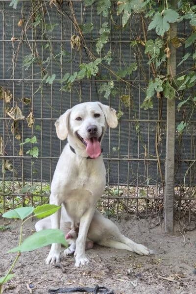Dobby ist aktuell Probeschlafen, male young Labrador Retriever for adoption at Tierheim Mönchengladbach, Mönchengladbach