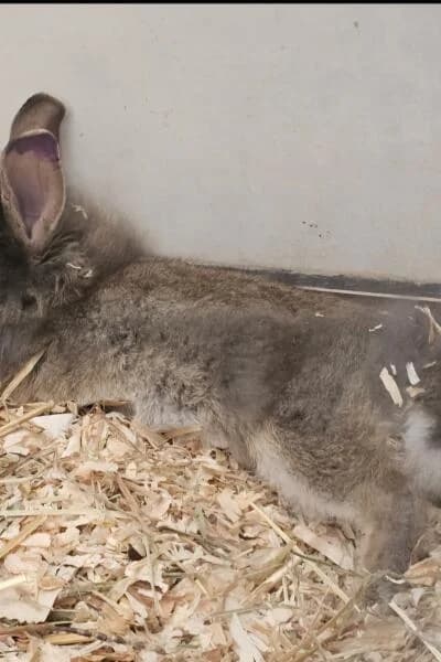 Dino, male mixed breed for adoption at Tierheim Mönchengladbach, Mönchengladbach