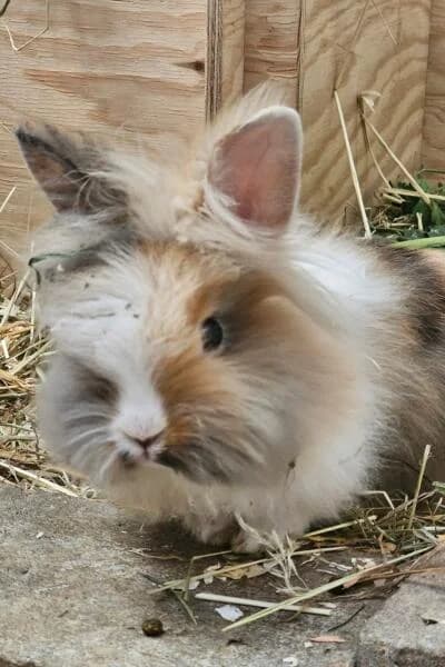 Marcy, male mixed breed for adoption at Tierheim Mönchengladbach, Mönchengladbach