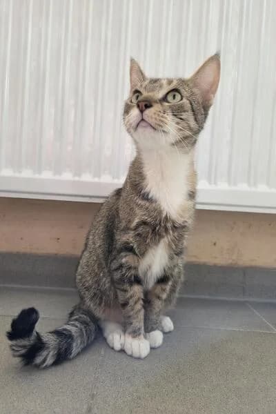 Odette, female 4yo mixed breed for adoption at Tierheim Mönchengladbach, Mönchengladbach