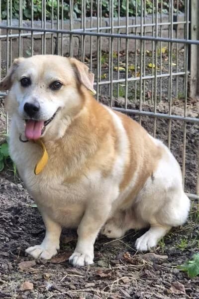 Sepp, male senior mixed breed for adoption at Tierheim Mönchengladbach, Mönchengladbach