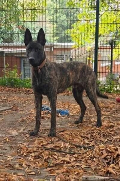 Klausi, male 4yo mixed breed for adoption at Tierheim Mönchengladbach, Mönchengladbach