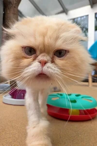 Brad Pawt, male 6yo Persian for adoption at Tierheim Mönchengladbach, Mönchengladbach