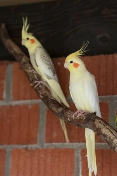 Rolf & Sky, mixed breed for adoption at Tierheim Mönchengladbach, Mönchengladbach