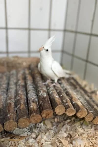 Zitrus, mixed breed for adoption at Tierheim Mönchengladbach, Mönchengladbach