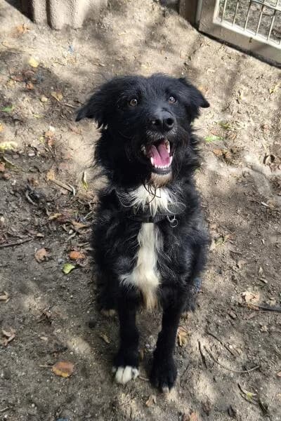Blacky, male young mixed breed for adoption at Tierheim Mönchengladbach, Mönchengladbach
