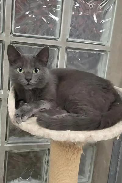 Lina, female young Russian Blue for adoption at Tierheim Mönchengladbach, Mönchengladbach