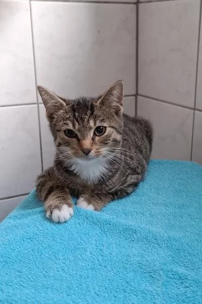 Schnurrbert, male mixed breed for adoption at Tierheim Mönchengladbach, Mönchengladbach