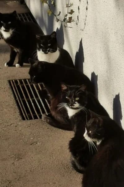 Scheue Katzen, mixed breed for adoption at Tierheim Mönchengladbach, Mönchengladbach