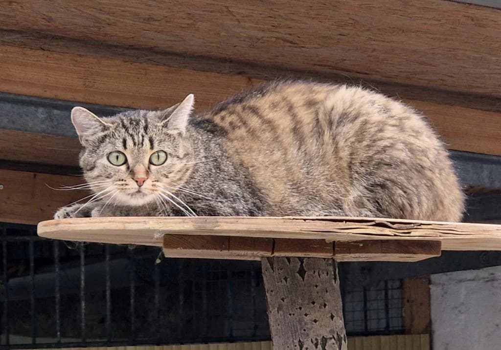 Frieda … wahrt den Abstand, getigert female young European Shorthair for adoption at Tierheim Moers, Moers