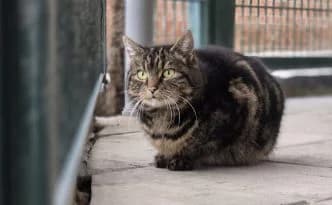 Freya … lernt durch Beobachtung, getigert female young European Shorthair for adoption at Tierheim Moers, Moers