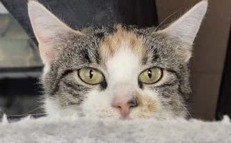 Savanna … die stille Beobachterin, tricolor female puppy European Shorthair for adoption at Tierheim Moers, Moers