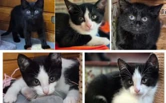 Bibi, Tina, Alex, Susanne & Falko … fünf auf einen Streich, schwarz male puppy European Shorthair for adoption at Tierheim Moers, Moers