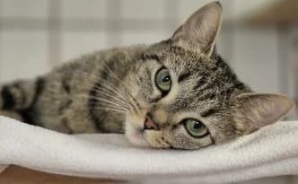 Bessy … möchte in Ruhe ankommen, getigert female puppy European Shorthair for adoption at Tierheim Moers, Moers