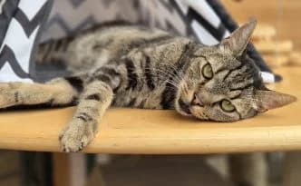 Eddie … liebt es zu chillen, getigert male puppy European Shorthair for adoption at Tierheim Moers, Moers