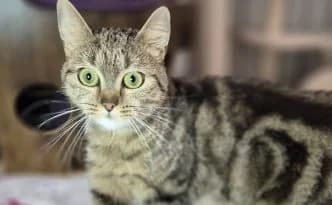 Mia … hat viel mitgemacht – vorgemerkt, getigert female puppy European Shorthair for adoption at Tierheim Moers, Moers