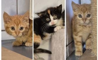 Mirja, Hazel & Olaf … noch nicht bereit für die Bühne, tricolor male puppy European Shorthair for adoption at Tierheim Moers, Moers