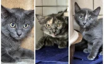 Caliente, Steamy & Calda … wollen überzeugt werden, grau female puppy European Shorthair for adoption at Tierheim Moers, Moers