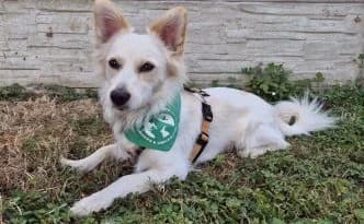 Cosmo … sucht einen sicheren Menschen, creme male puppy Mixed Breed for adoption at Tierheim Moers, Moers