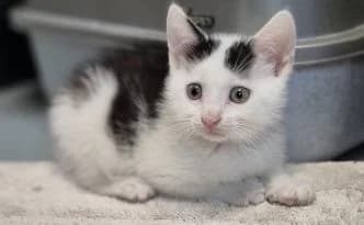 Niffler … möchte gemeinsam mit Racker ausziehen, schwarz male puppy European Shorthair for adoption at Tierheim Moers, Moers