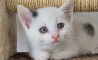 Racker … möchte gemeinsam mit Niffler ausziehen, schwarz male puppy European Shorthair for adoption at Tierheim Moers, Moers