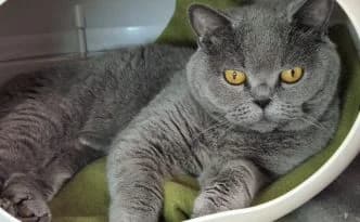 Agnes … sucht gebildetes Personal, grau female puppy British Shorthair for adoption at Tierheim Moers, Moers
