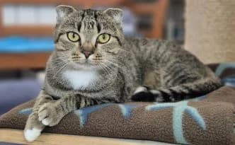 Karin … ein echter Sonnenschein, getigert female puppy Scottish Fold for adoption at Tierheim Moers, Moers